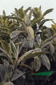 印度橡膠樹(shù) 