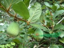 薜荔 薜荔、涼粉樹、木蓮、水饅頭
