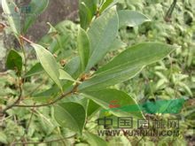 變?nèi)~榕 斑榕、牛奶仔、奶汁柴、椿云仔、常綠天仙果、山榕、芷葛、中乳樹、細(xì)葉中乳木、去常木