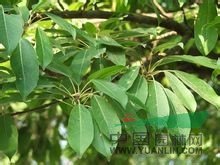 筆管榕 筆管樹、漆娘舅、鳥榕、雀榕 