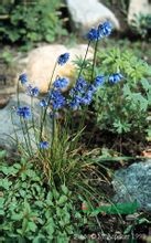 疏花韭 