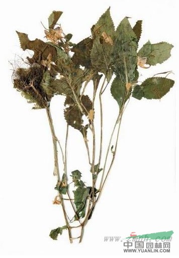 遂昌鳳仙花 