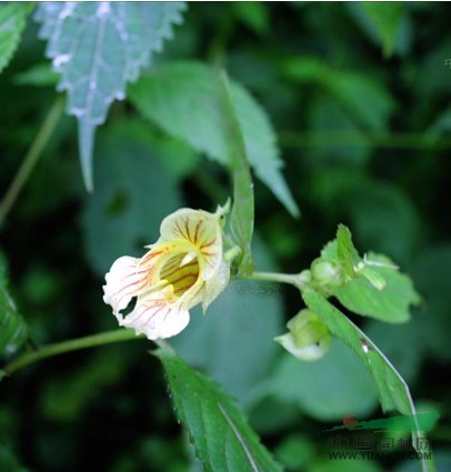 條紋鳳仙花 