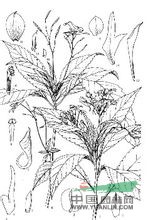 同距鳳仙花 