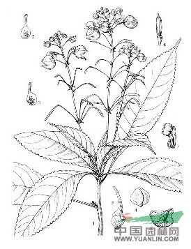 雙角鳳仙花 