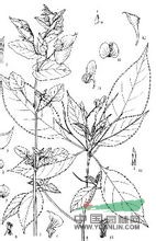 纖裊鳳仙花 