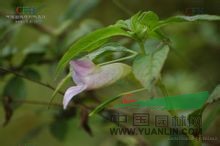 羊坪鳳仙花 