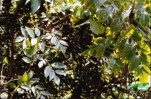 廣東蛇葡萄 粵蛇葡萄、赤枝山葡萄、牛牽絲、紅血龍、田浦茶