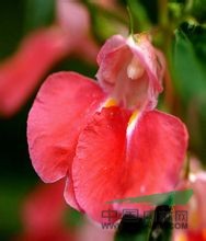 云南鳳仙花 
