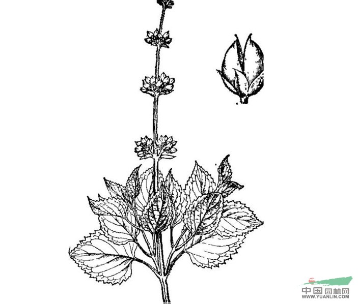 輪花玄參 