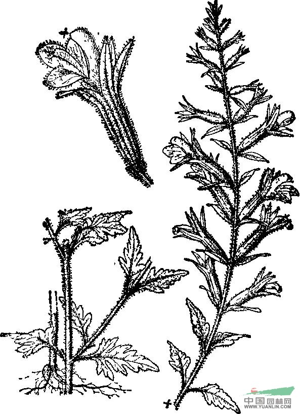 腺毛陰行草 