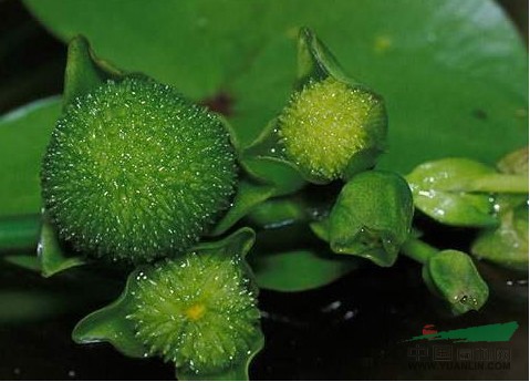 短冠草 小伸筋草