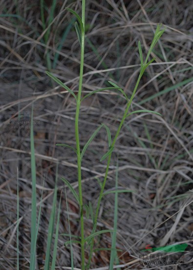 大獨(dú)腳金 小白花蘇、干草