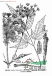 三小葉當歸 