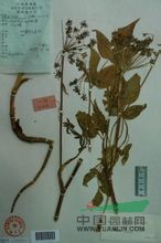 疏葉當歸 紅果當歸、騷羌活、豬獨活