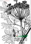 短莖古當(dāng)歸 水防風(fēng)、短莖獨(dú)活