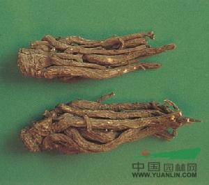 纖弱當歸 