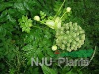 下延葉古當(dāng)歸 下延古當(dāng)歸、走馬芹