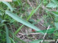 北柴胡 竹葉柴胡、硬苗柴胡、韭葉柴胡、津柴胡