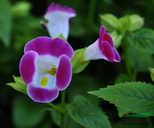 藍豬耳 蝴蝶花、蚌殼草、散膽草、老蛇藥、倒膽草、單色翼萼