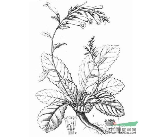 呆白菜 