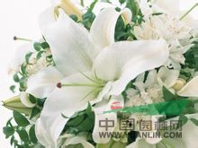碟花百合 