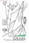 秦嶺柴胡 