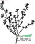 藍鐘花 