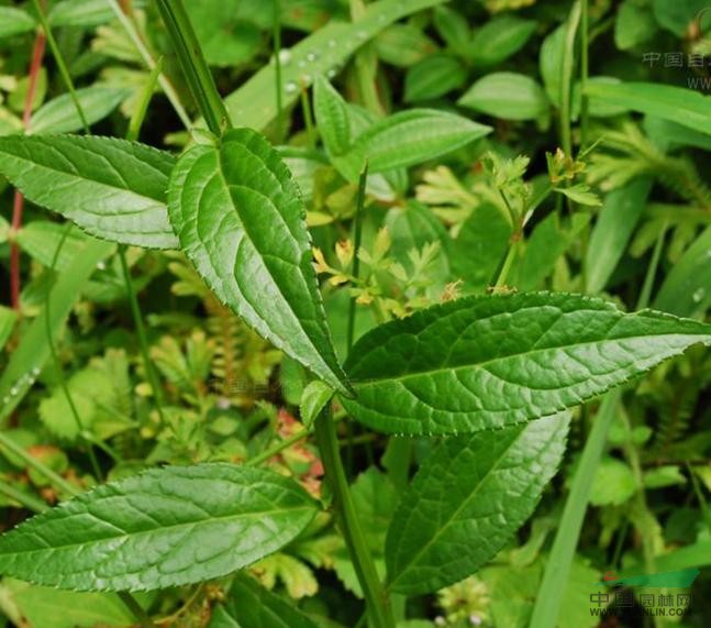 四方麻 狼尾拉花（廣東）