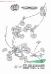 積雪草 崩大碗、落得打