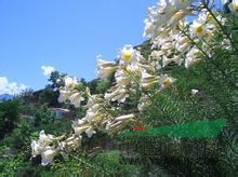 岷江百合 