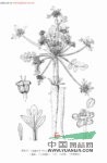 小矮澤芹 