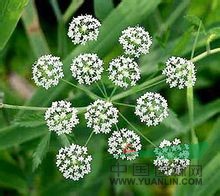 毒芹 走馬芹 野芹、毒人參、斑毒芹等