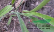 竹葉柴胡 北柴胡、紫柴胡、竹葉防風