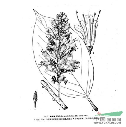 美麗桐 