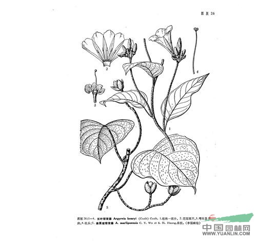 長(zhǎng)葉銀背藤 