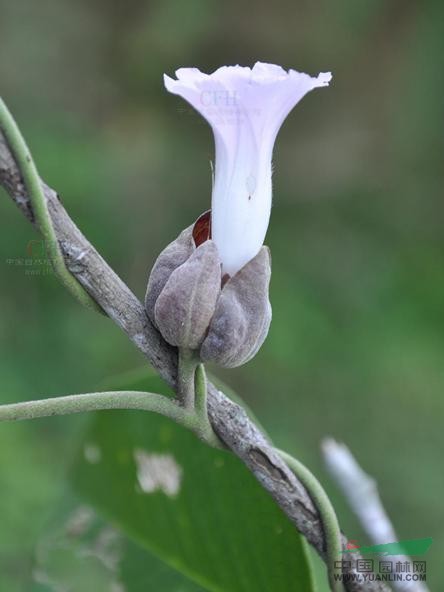 大葉銀背藤 小團(tuán)葉、羊角藤（臨滄），猴子煙袋花（勐海）。