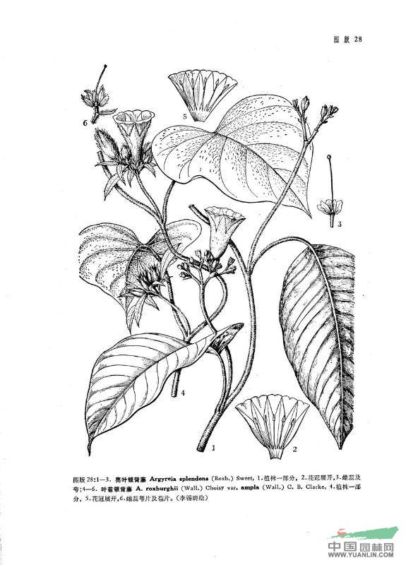 葉苞銀背藤 