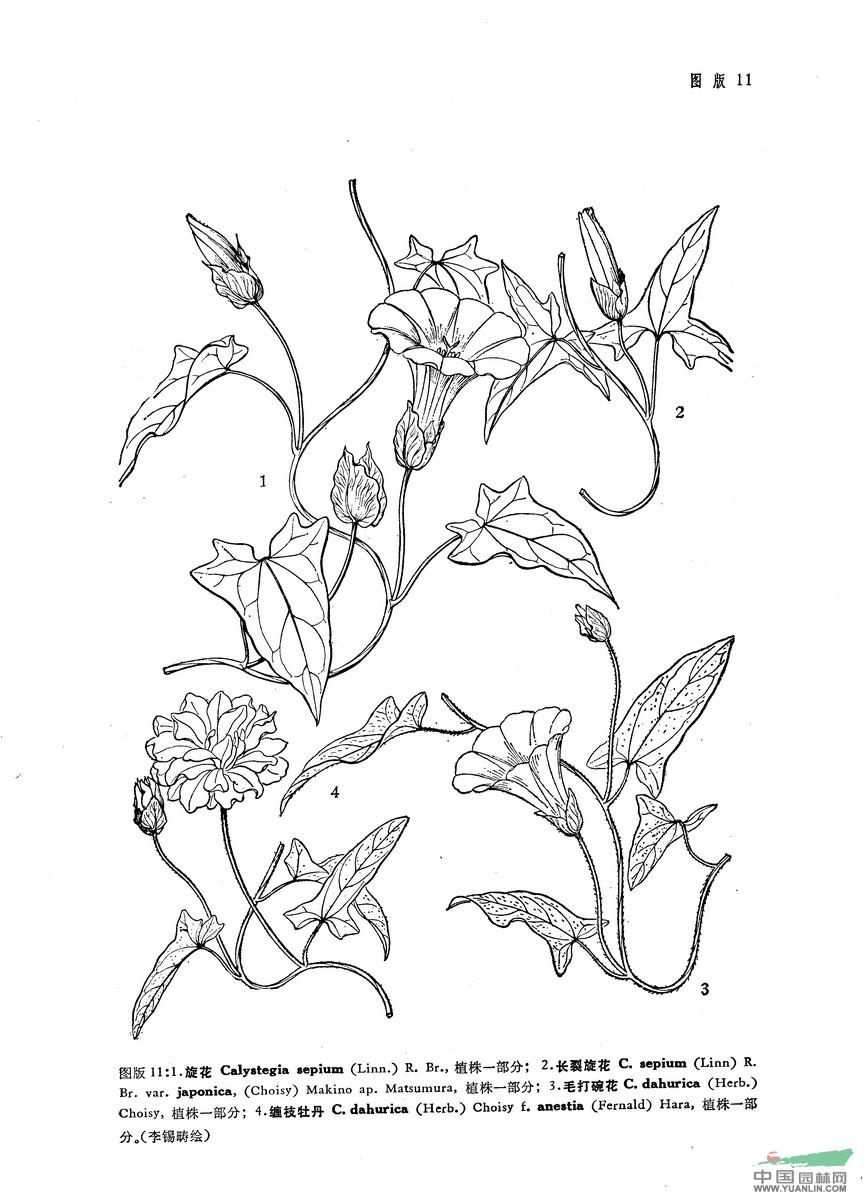 長裂旋花 