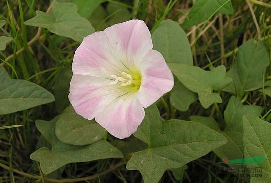 打碗花 小旋花、兔耳草