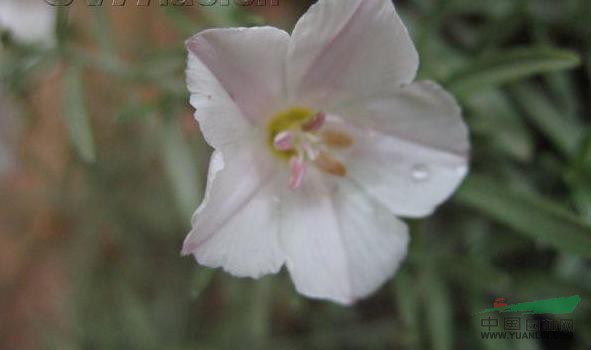 銀灰旋花 阿氏旋花、寶日—額力根納(蒙古族名)