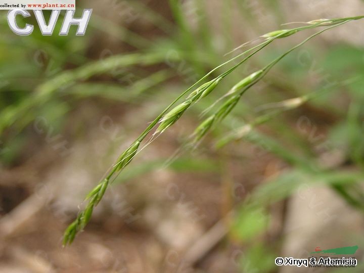 小穎羊茅 