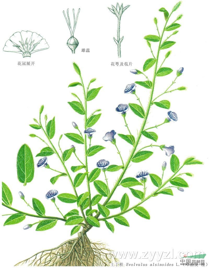 土丁桂 