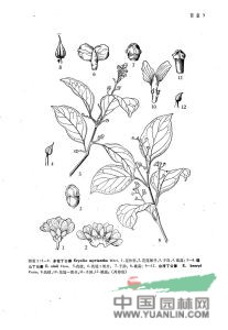 瑤山丁公藤 