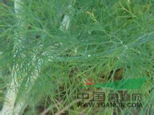 蒔蘿 土茴香、野茴香、洋茴香