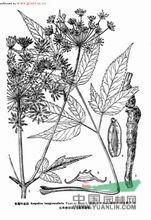 長(zhǎng)尾葉當(dāng)歸 曲前、尾獨(dú)活、云山當(dāng)歸、土羌活