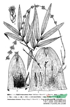 吊絲竹(原變種) 