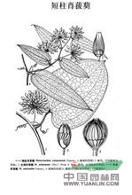 短柱肖菝葜 