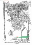 峨眉當(dāng)歸 羌活、野當(dāng)歸、巖白芹、騷羌活、當(dāng)歸、香白芷