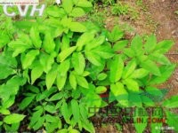 茂汶當(dāng)歸 騷獨(dú)活